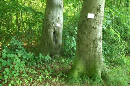 gestohlene-werke